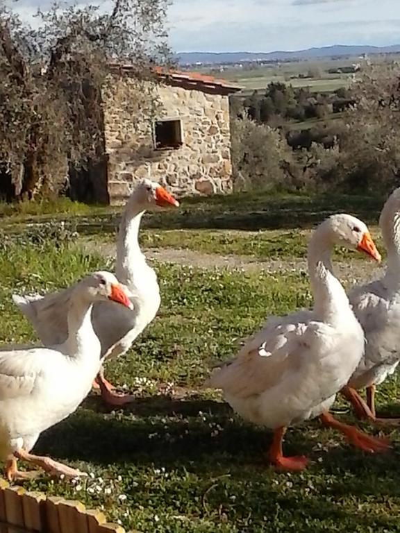 Casetta Dell'Uliveto Macchiascandona Exterior foto